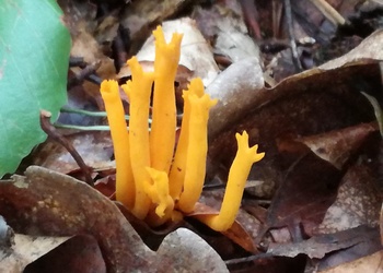 Klebriger Hörnling (Calocera viscosa ) - © Bernard Wieser